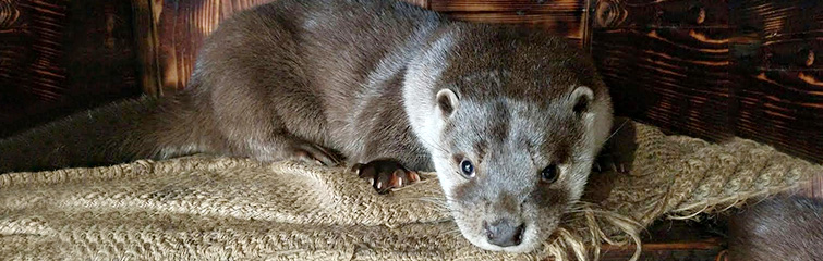 正面を向いたユーラシアカワウソの写真