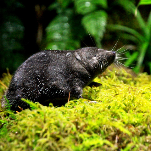 ふくしまの希少な淡水生物カワネズミの写真