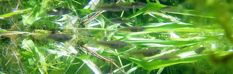 ふくしまの希少な淡水魚メダカの写真