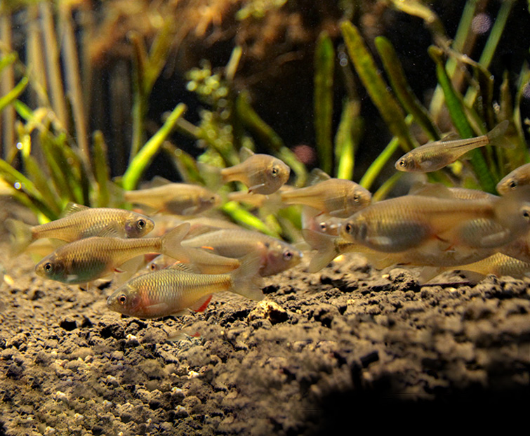 常設展ふくしまの希少な淡水生物写真