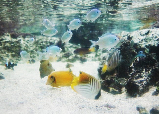 パラオの海の生き物