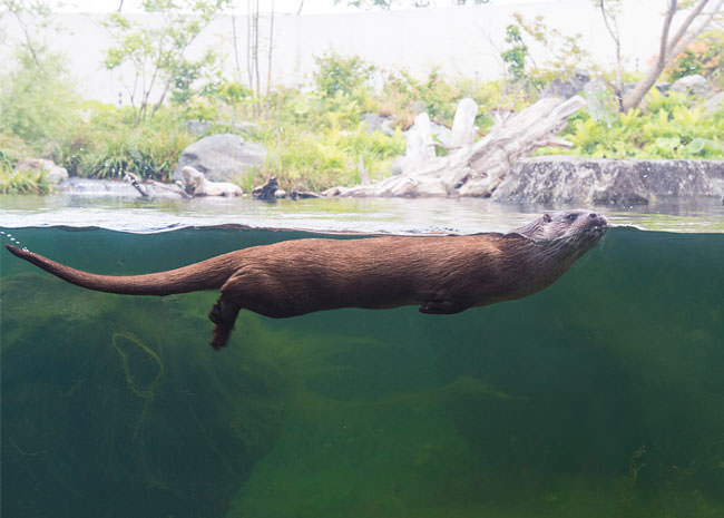 ユーラシアカワウソ