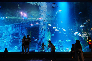 ロッテワールド水族館内の写真