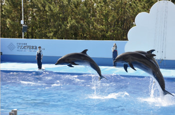 新潟市水族館マリンピア日本海内写真