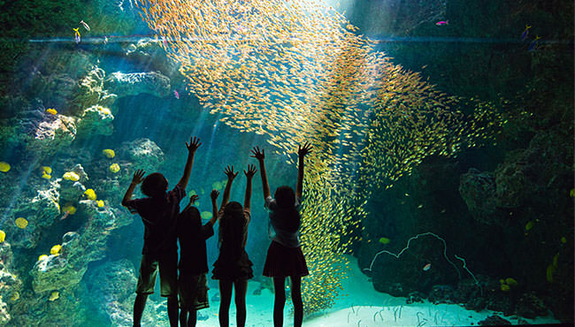 展示「サンゴ礁の海」