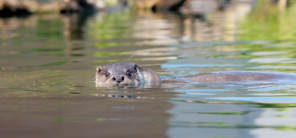 ユーラシアカワウソ