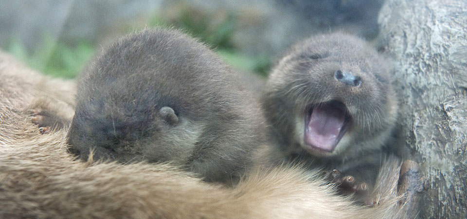 ユーラシアカワウソの赤ちゃん