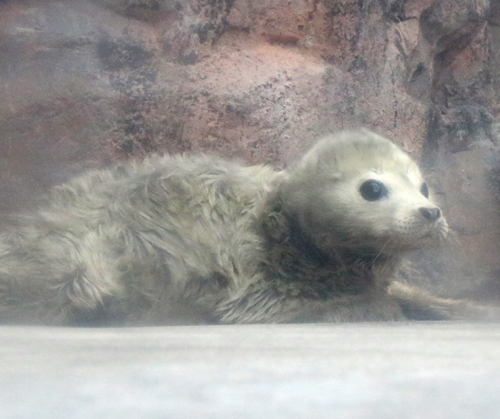 ゴマフアザラシの赤ちゃん（2018年3月21日生まれ）