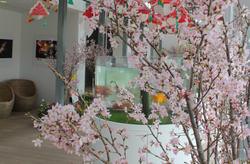 金魚館　桜2