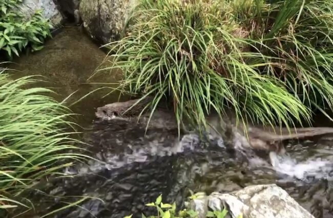 流行魚　ユーラシアカワウソ